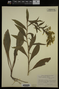 Solidago juncea image