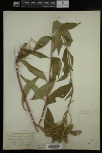 Solidago juncea image
