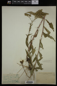 Solidago juncea image
