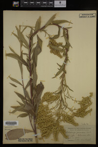 Solidago juncea image