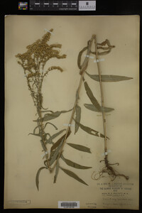Solidago juncea image