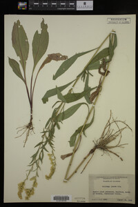 Solidago juncea image