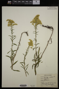 Solidago juncea image