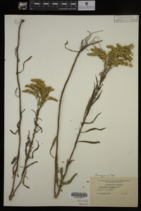 Solidago juncea image