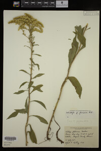 Solidago juncea image