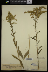 Solidago juncea image