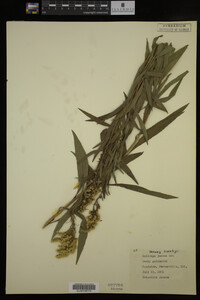 Solidago juncea image