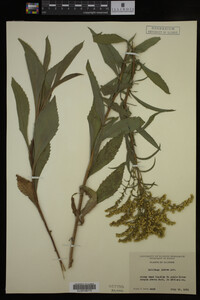 Solidago juncea image