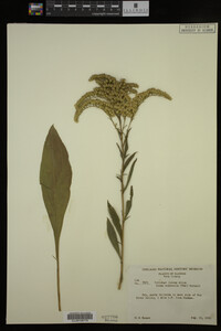 Solidago juncea image