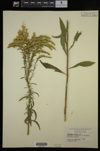 Solidago juncea image