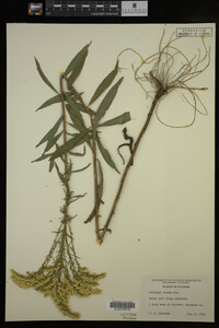 Solidago juncea image