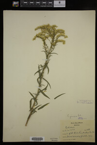 Solidago juncea image