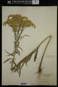Solidago juncea image