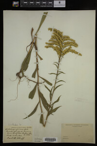 Solidago juncea image