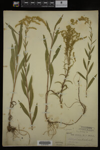 Solidago juncea image