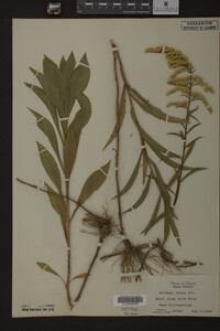 Solidago juncea image