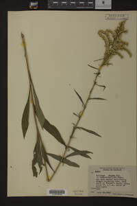 Solidago juncea image
