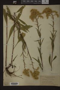 Solidago juncea image