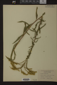 Solidago juncea image
