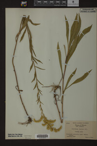 Solidago juncea image