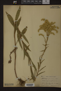 Solidago juncea image