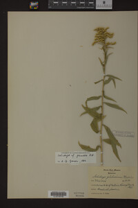 Solidago juncea image
