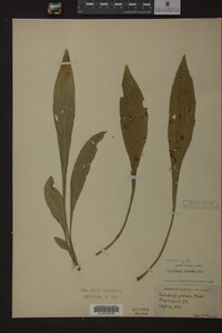 Solidago juncea image