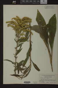 Solidago juncea image