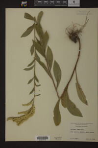 Solidago juncea image