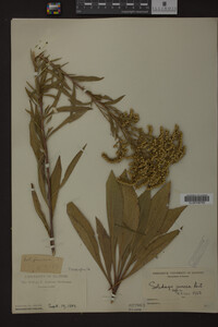 Solidago juncea image