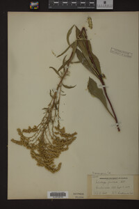 Solidago juncea image