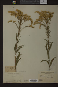 Solidago juncea image