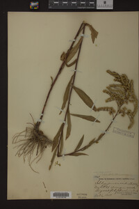 Solidago juncea image