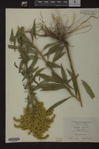 Solidago juncea image