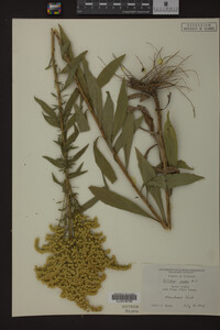 Solidago juncea image