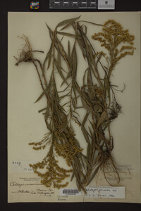 Solidago juncea image