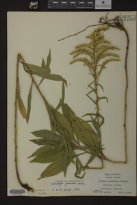 Solidago juncea image