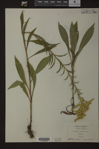 Solidago juncea image