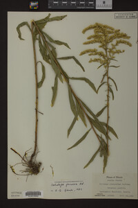 Solidago juncea image