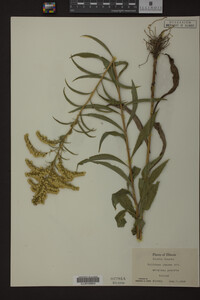 Solidago juncea image
