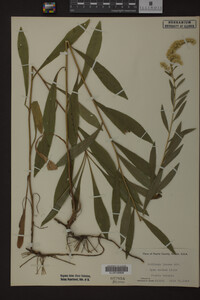 Solidago juncea image