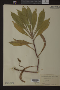 Solidago juncea image