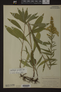 Solidago juncea image