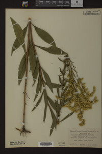 Solidago juncea image