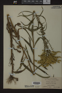 Solidago juncea image