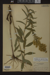 Solidago juncea image