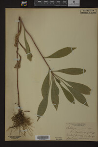 Solidago juncea image