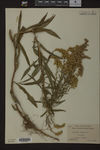 Solidago juncea image
