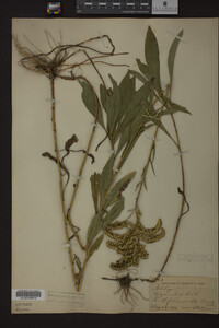 Solidago juncea image