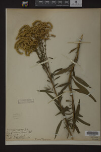 Solidago juncea image